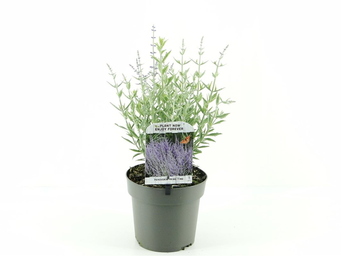 Perovskia atripl. 'Prime Time' - C2